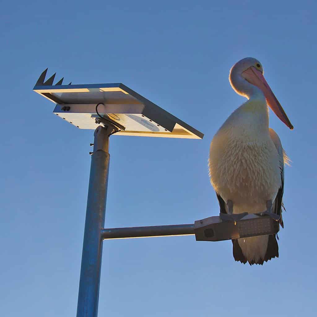 Solar Street Lights - Single Arm - 80W 30Ah 10W LED with bird spikes and pelican